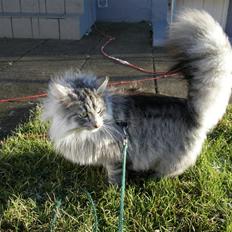 Norsk Skovkat James Greve