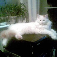 Blanding af racer Freja