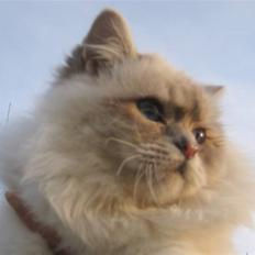 Hellig Birma Wehnert´s I Am Legend