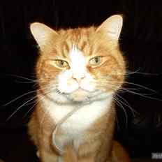 Blanding af racer Oluf