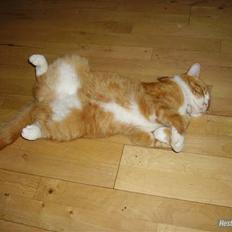 Blanding af racer Oluf