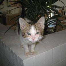 Blanding af racer Basse