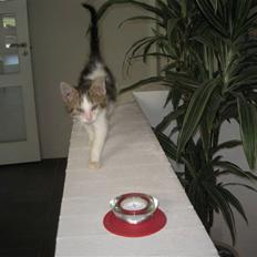 Blanding af racer Basse