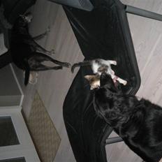 Blanding af racer Basse