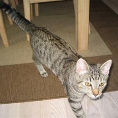 Blanding af racer knæk