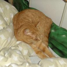 Blanding af racer Missen