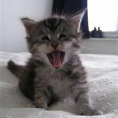 Maine Coon Betty Blue - Sille