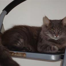 Blanding af racer tumle