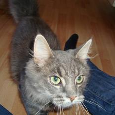 Blanding af racer tumle