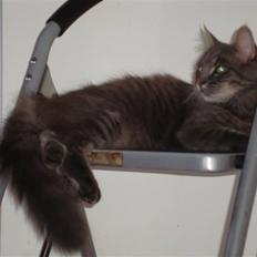 Blanding af racer tumle