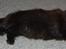 Maine Coon Kafra's Black Bandit