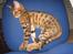 Bengal MisJa Linnea
