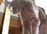 Blanding af racer Lily - Her kan man rigtig se det brune i hendes pels.