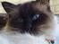 Ragdoll gismo