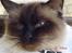 Ragdoll gismo