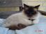 Ragdoll gismo
