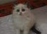 Ragdoll S*Chorotegas Victor Hugo