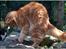 Maine Coon CH M.S. v3-Linden-Brunnen