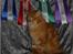 Maine Coon CH M.S. v3-Linden-Brunnen - Blev Champion søndag den 9-8-2009 i Roskilde ;O)