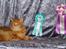 Maine Coon CH M.S. v3-Linden-Brunnen - Ringsted den 14/6-09