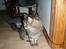 Huskat Mis