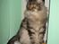 Maine Coon Diego - En rigtig lille bandit...