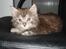 Maine Coon Diego