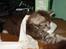 Maine Coon Diego