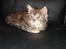 Maine Coon Diego - Min plads