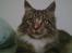 Maine Coon Mads *solgt*
