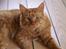 Maine Coon Aslan - så skal jeg være far igen :-)