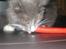 Maine Coon Nynne 