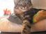 Maine Coon balbooms angelo