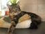 Maine Coon balbooms angelo