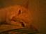 Blanding af racer Cimba ;) R.I.P. ;(