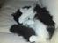 Maine Coon Oliver *solgt*