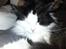 Maine Coon Oliver *solgt*