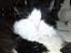 Maine Coon Oliver *solgt*