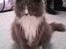 Maine Coon Nynne 