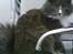 Maine Coon Nynne 