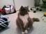 Maine Coon Nynne 