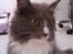 Maine Coon Nynne 