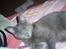 Huskat Baby R.I.P