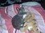 Huskat Baby R.I.P