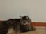 Huskat Mis
