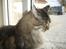 Huskat Mis
