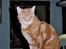 Europé CH DK Rothes Charming Sig - Europé CH DK Rothes Charming Sigyn, rødblotched tabby (EUR d 22 ) Her er hun fotograferet frisk og glad, 14 dage før sin død.:-)