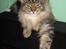 Maine Coon Diego