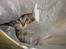 Maine Coon Diego - Kan du se mig....