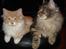 Maine Coon Diego - Har du noget godt